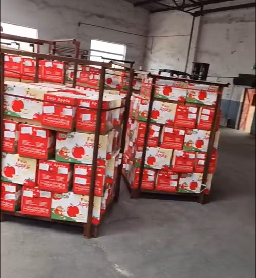 China Sweet Fresh Royal Gala Apple Fresh FUJI y Red Star Apples y otras frutas frescas a precio mayorista a granel para exportación